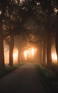 Preview wallpaper road, alley, trees, rays, light