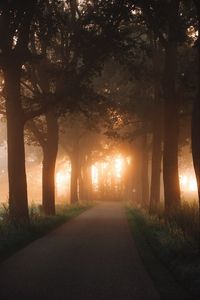 Preview wallpaper road, alley, trees, rays, light