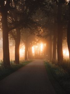 Preview wallpaper road, alley, trees, rays, light