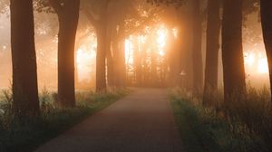 Preview wallpaper road, alley, trees, rays, light