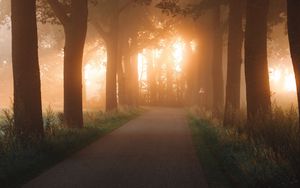 Preview wallpaper road, alley, trees, rays, light