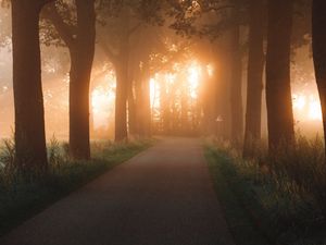 Preview wallpaper road, alley, trees, rays, light