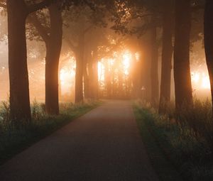 Preview wallpaper road, alley, trees, rays, light