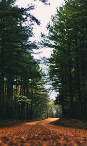 Preview wallpaper road, alley, trees, branches, distance