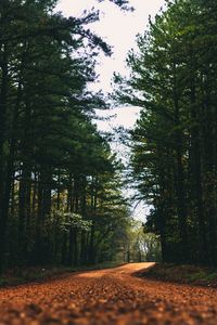 Preview wallpaper road, alley, trees, branches, distance