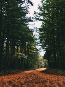 Preview wallpaper road, alley, trees, branches, distance