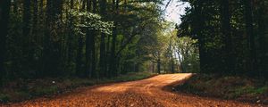 Preview wallpaper road, alley, trees, branches, distance