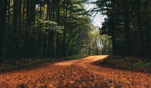 Preview wallpaper road, alley, trees, branches, distance