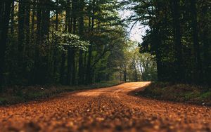 Preview wallpaper road, alley, trees, branches, distance