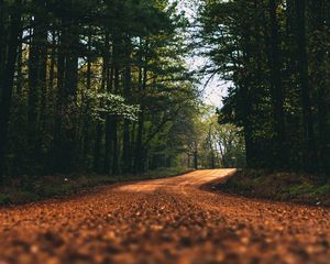 Preview wallpaper road, alley, trees, branches, distance