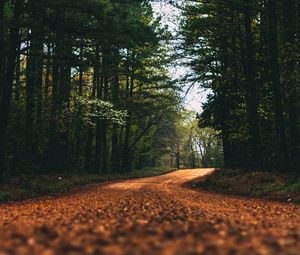 Preview wallpaper road, alley, trees, branches, distance