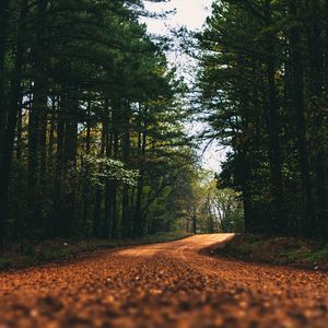 Preview wallpaper road, alley, trees, branches, distance