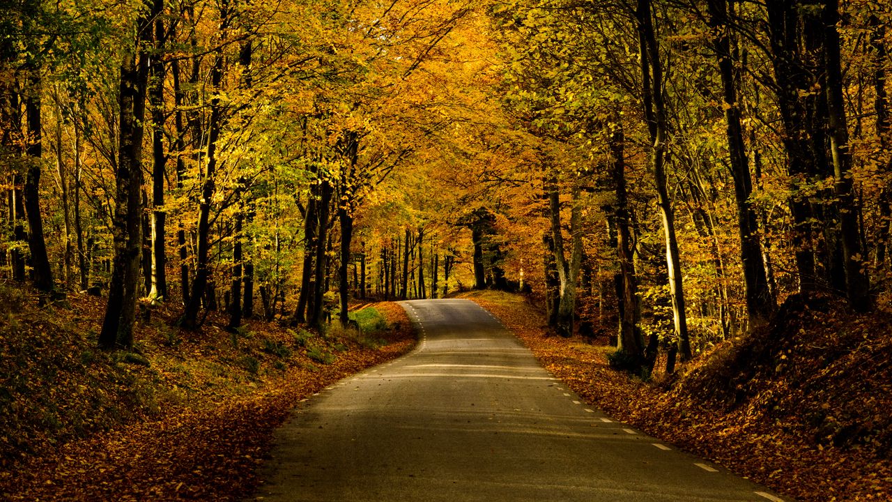 Wallpaper road, alley, trees, autumn, distance