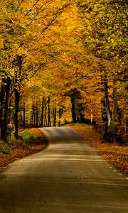 Preview wallpaper road, alley, trees, autumn, distance