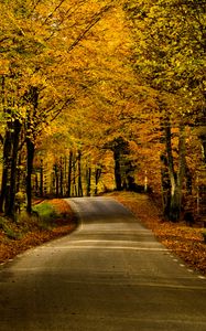 Preview wallpaper road, alley, trees, autumn, distance