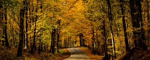 Preview wallpaper road, alley, trees, autumn, distance