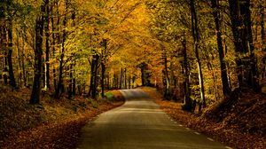 Preview wallpaper road, alley, trees, autumn, distance