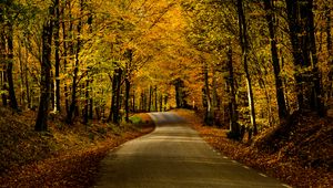 Preview wallpaper road, alley, trees, autumn, distance