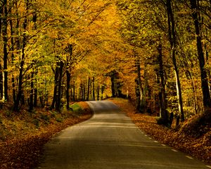 Preview wallpaper road, alley, trees, autumn, distance