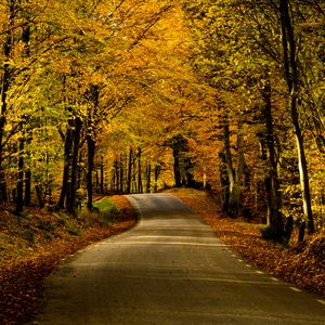 Preview wallpaper road, alley, trees, autumn, distance