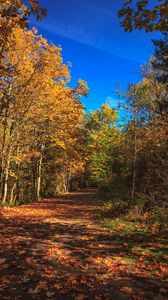 Preview wallpaper road, alley, trees, autumn