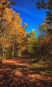 Preview wallpaper road, alley, trees, autumn