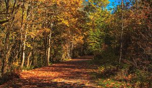 Preview wallpaper road, alley, trees, autumn