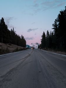 Preview wallpaper road, asphalt, deer, nature, dusk