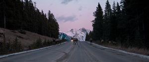 Preview wallpaper road, asphalt, deer, nature, dusk