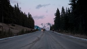 Preview wallpaper road, asphalt, deer, nature, dusk