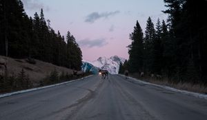 Preview wallpaper road, asphalt, deer, nature, dusk