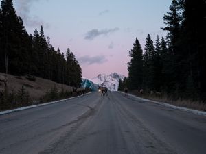 Preview wallpaper road, asphalt, deer, nature, dusk