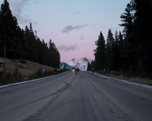 Preview wallpaper road, asphalt, deer, nature, dusk