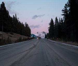 Preview wallpaper road, asphalt, deer, nature, dusk