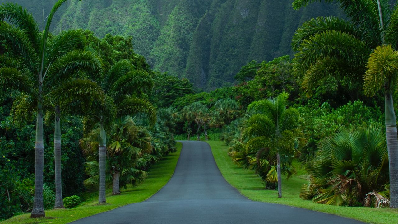 Wallpaper road, asphalt, palm trees, mountains, nature