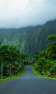 Preview wallpaper road, asphalt, palm trees, mountains, nature