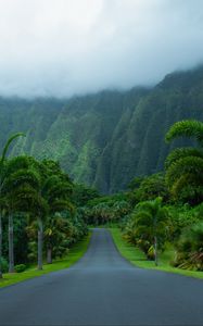 Preview wallpaper road, asphalt, palm trees, mountains, nature