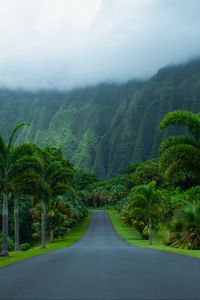 Preview wallpaper road, asphalt, palm trees, mountains, nature