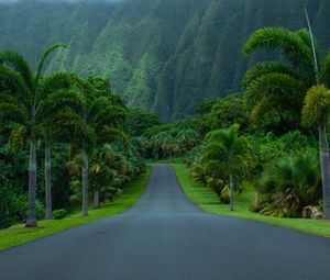 Preview wallpaper road, asphalt, palm trees, mountains, nature