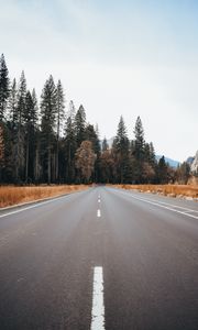 Preview wallpaper road, asphalt, trees, forest, nature