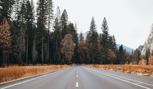 Preview wallpaper road, asphalt, trees, forest, nature