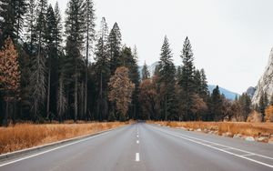 Preview wallpaper road, asphalt, trees, forest, nature