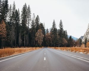 Preview wallpaper road, asphalt, trees, forest, nature