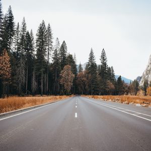 Preview wallpaper road, asphalt, trees, forest, nature