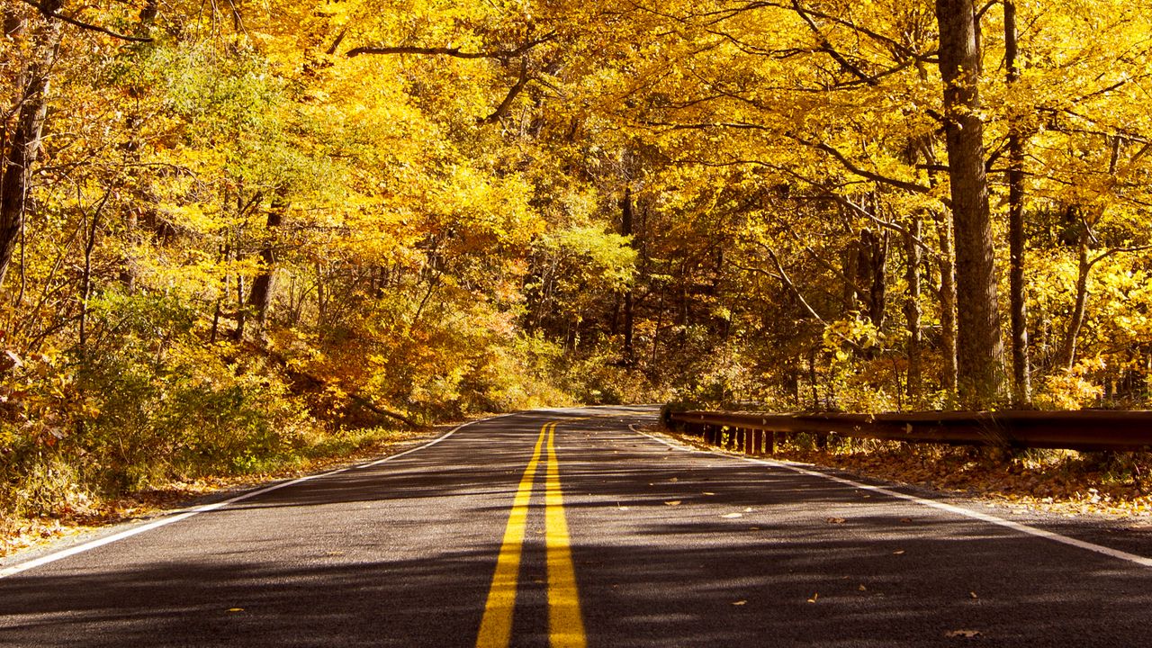 Wallpaper road, asphalt, trees, forest, autumn