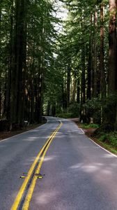 Preview wallpaper road, asphalt, turn, forest, trees, light