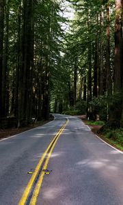 Preview wallpaper road, asphalt, turn, forest, trees, light