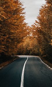 Preview wallpaper road, asphalt, turn, trees, autumn