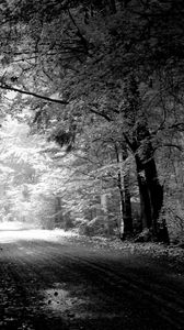 Preview wallpaper road, autumn, black-and-white, trees, pool