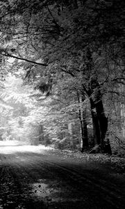 Preview wallpaper road, autumn, black-and-white, trees, pool